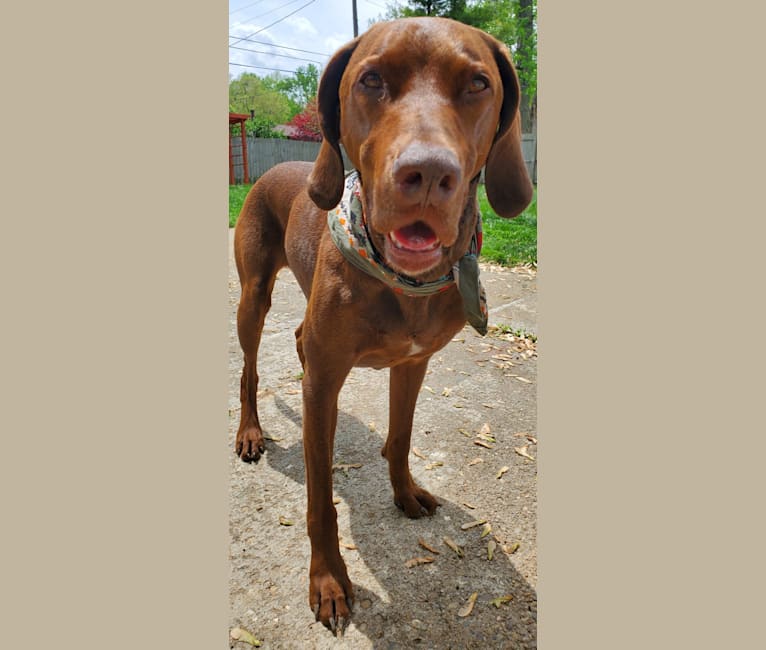 Dakota, a Chesapeake Bay Retriever and German Shorthaired Pointer mix tested with EmbarkVet.com