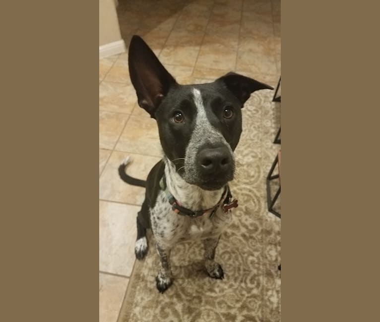 Amigo, an Australian Cattle Dog and Great Dane mix tested with EmbarkVet.com