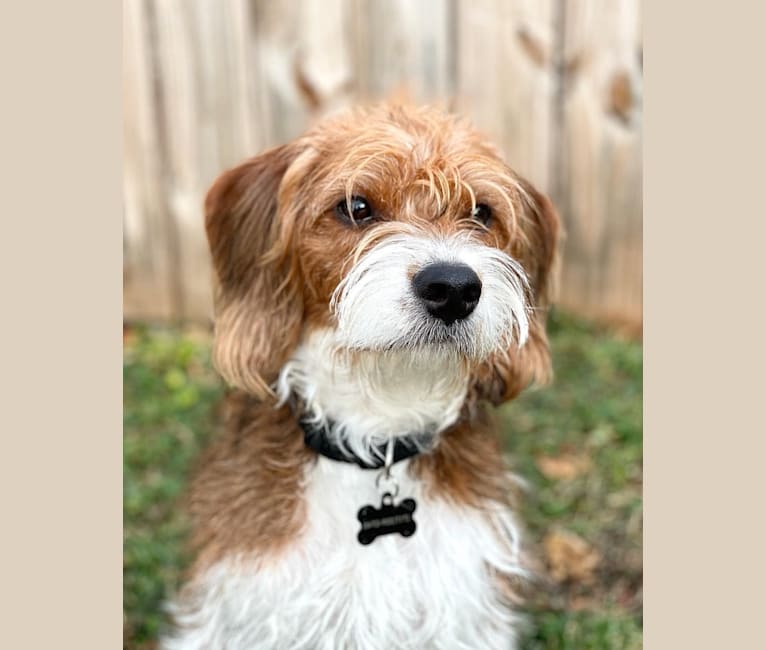 Watson, a Beagle and Poodle (Small) mix tested with EmbarkVet.com