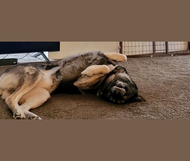 Tundra, a German Shepherd Dog and Great Pyrenees mix tested with EmbarkVet.com