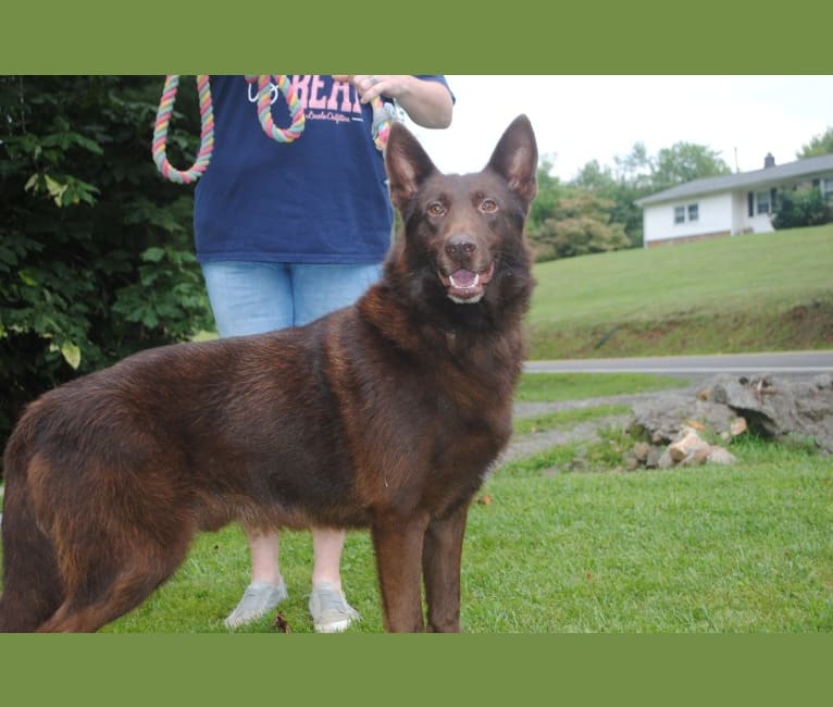 K9Pines Solid Chocolate Skor, a German Shepherd Dog tested with EmbarkVet.com