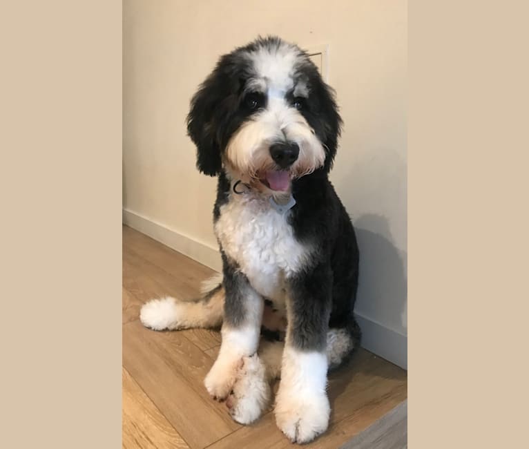 Finnbarr, a Bernese Mountain Dog and Poodle (Standard) mix tested with EmbarkVet.com
