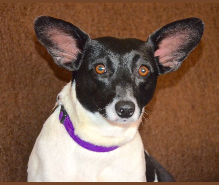 Maisey, a Rat Terrier and Toy Fox Terrier mix tested with EmbarkVet.com