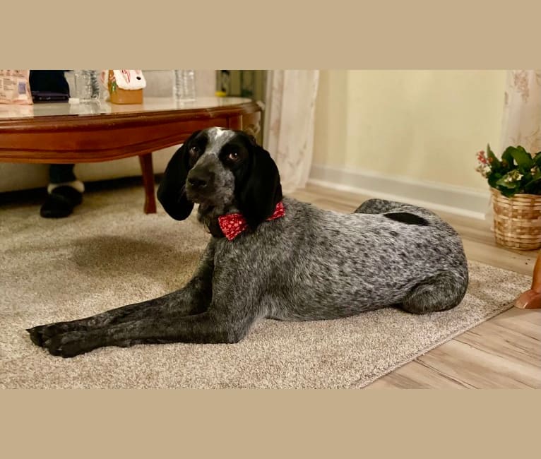 Rosie, a Bluetick Coonhound tested with EmbarkVet.com