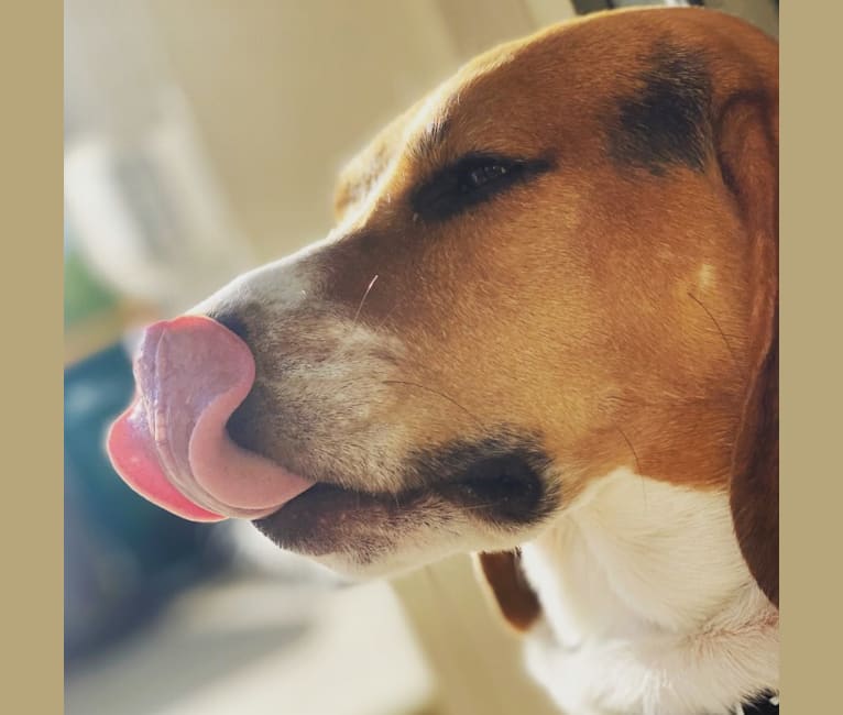 Photo of Chip, a Beagle  in Maryland, USA
