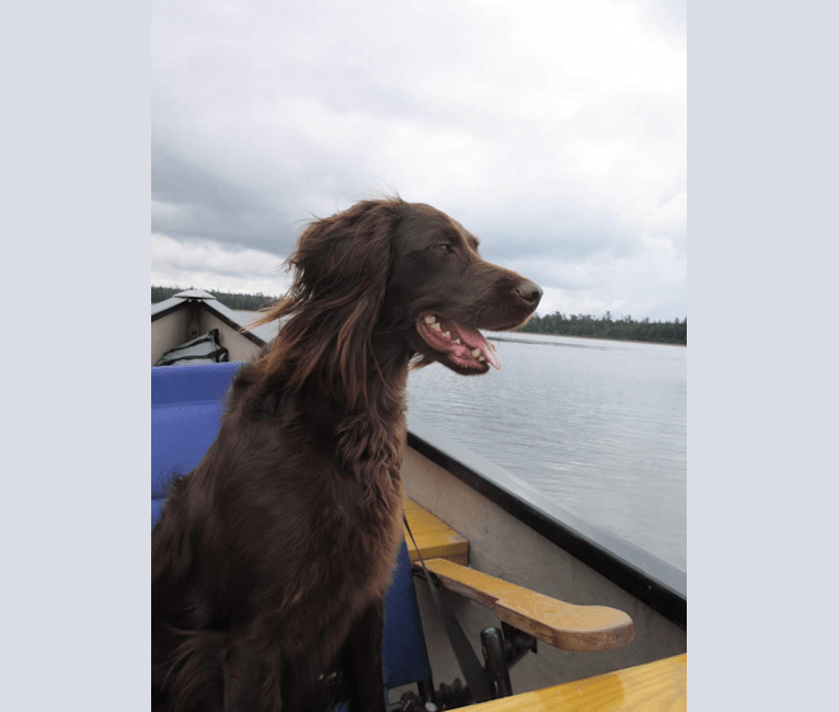 Luna, a Boykin Spaniel and Golden Retriever mix tested with EmbarkVet.com