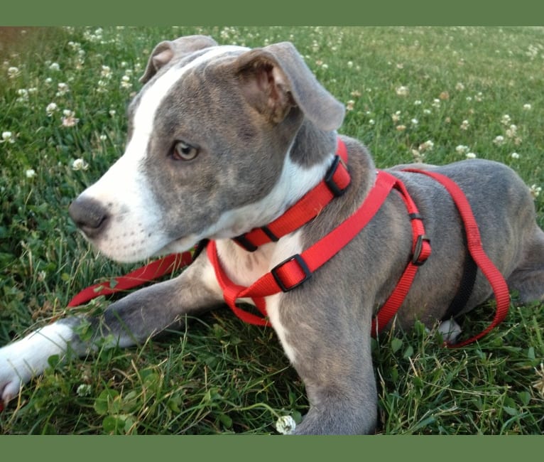 Rocko, an American Pit Bull Terrier tested with EmbarkVet.com