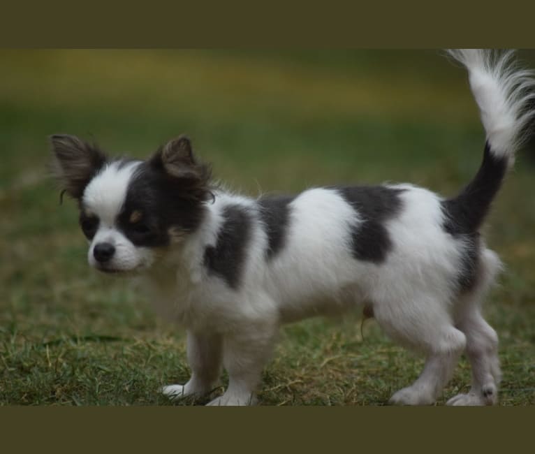 Cash, a Chihuahua tested with EmbarkVet.com