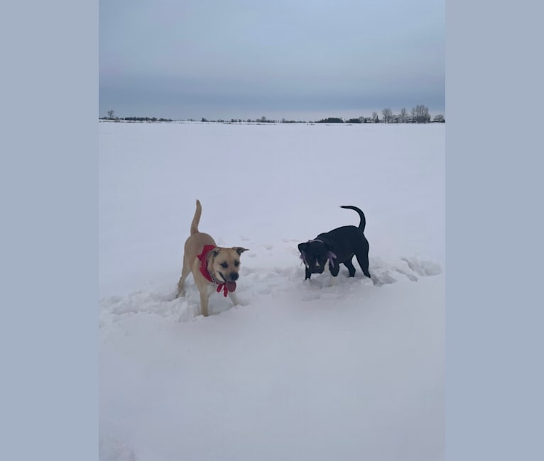 Photo of Daisy (aka “ROO”), a Siberian Husky, Boxer, and Catahoula Leopard Dog mix in Nordegg, Alberta, Canada