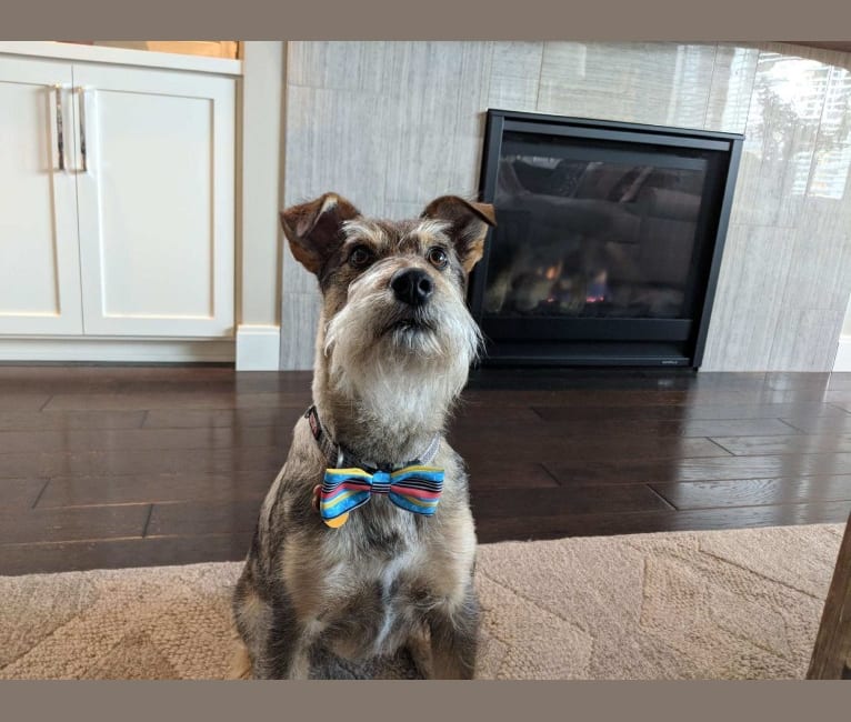 Scottie, a Miniature Schnauzer and Border Collie mix tested with EmbarkVet.com