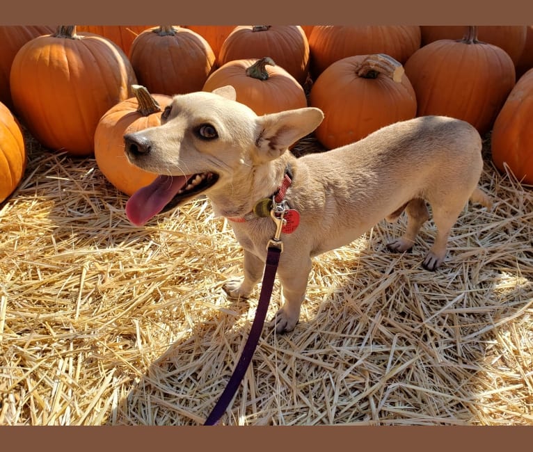 Photo of Swivel, a Chihuahua, Poodle (Small), and Mixed mix in Glendale, Arizona, USA