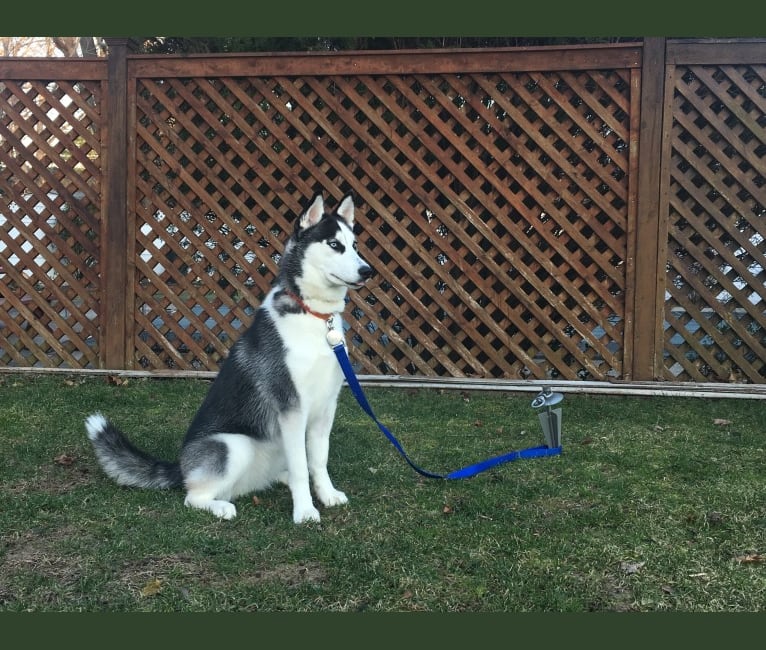 Nessie, a Siberian Husky tested with EmbarkVet.com