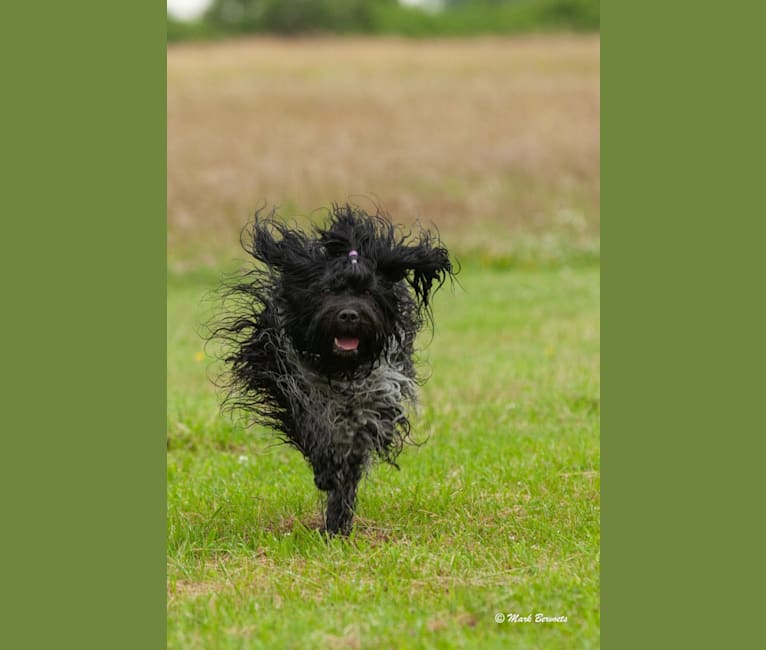 Flora, a Schapendoes tested with EmbarkVet.com