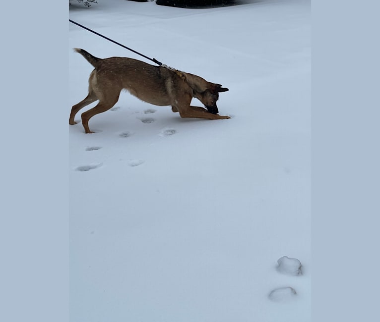 Lilo, a German Shepherd Dog and Boxer mix tested with EmbarkVet.com