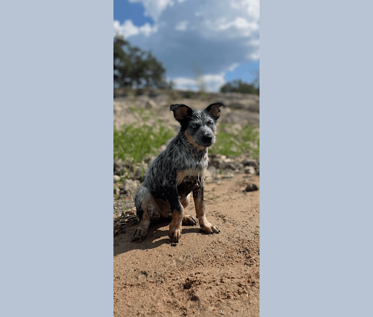 Concho Waylon Willis, an Australian Cattle Dog tested with EmbarkVet.com