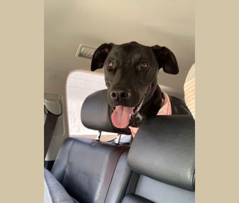 Kobe, a Dogo Argentino and Doberman Pinscher mix tested with EmbarkVet.com