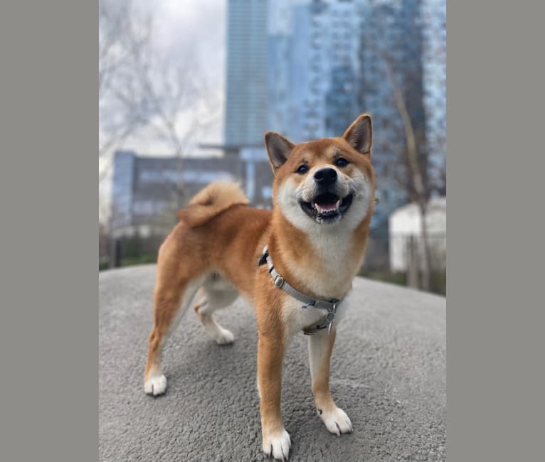 facai, a Shiba Inu tested with EmbarkVet.com