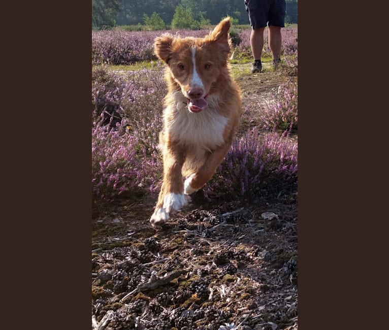 Abu, a Nova Scotia Duck Tolling Retriever and Bernese Mountain Dog mix tested with EmbarkVet.com