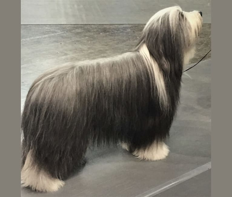 Photo of Lido, a Bearded Collie  in Westminster, CA, USA