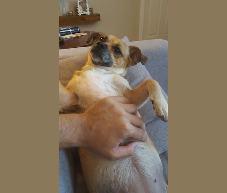 Polly, a Pug and Dachshund mix tested with EmbarkVet.com