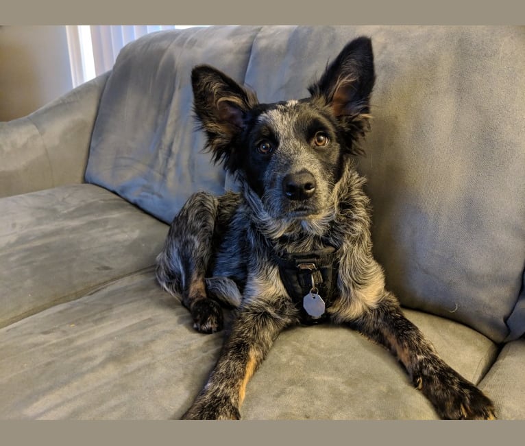 Odin 'stinky butt' Mussatti, an Australian Cattle Dog tested with EmbarkVet.com