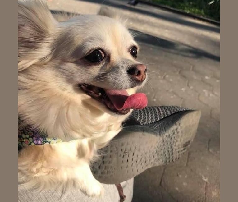Piper Grace, a Chihuahua tested with EmbarkVet.com