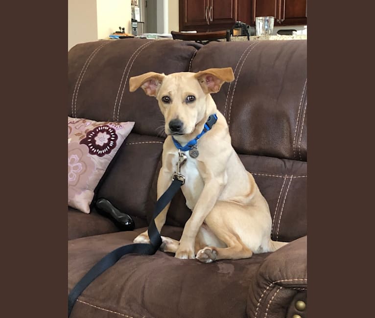 Lexi, a Labrador Retriever and Chihuahua mix tested with EmbarkVet.com