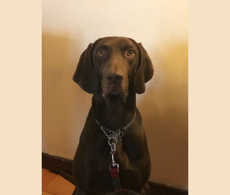 Boudji, a Weimaraner and German Shorthaired Pointer mix tested with EmbarkVet.com
