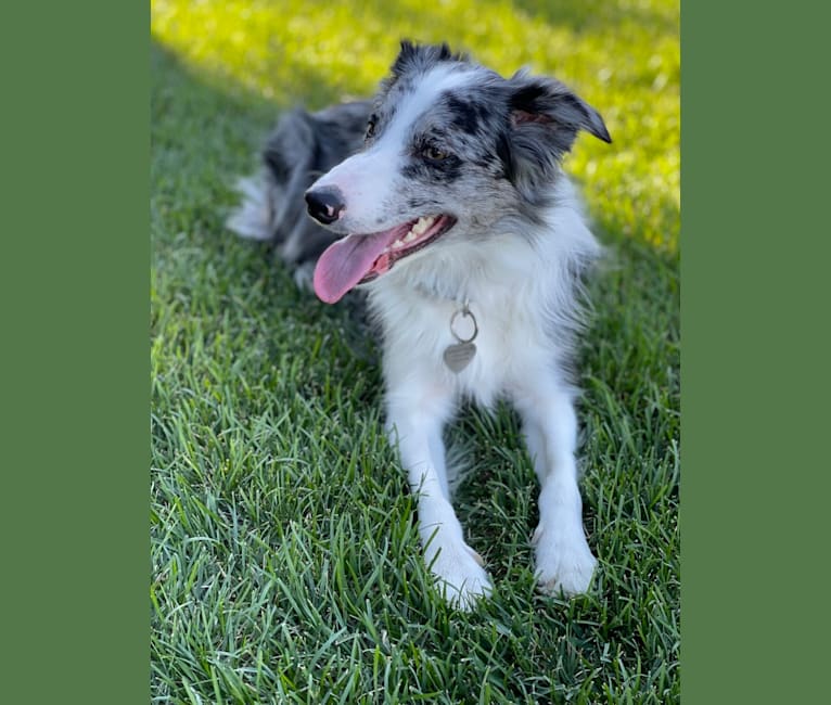 Photo of Charm, a Border Collie  in Bolivar, MO, USA