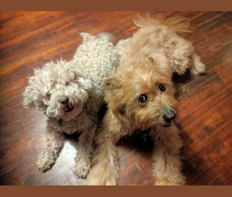 Penrod, a Poodle (Small) and Chow Chow mix tested with EmbarkVet.com