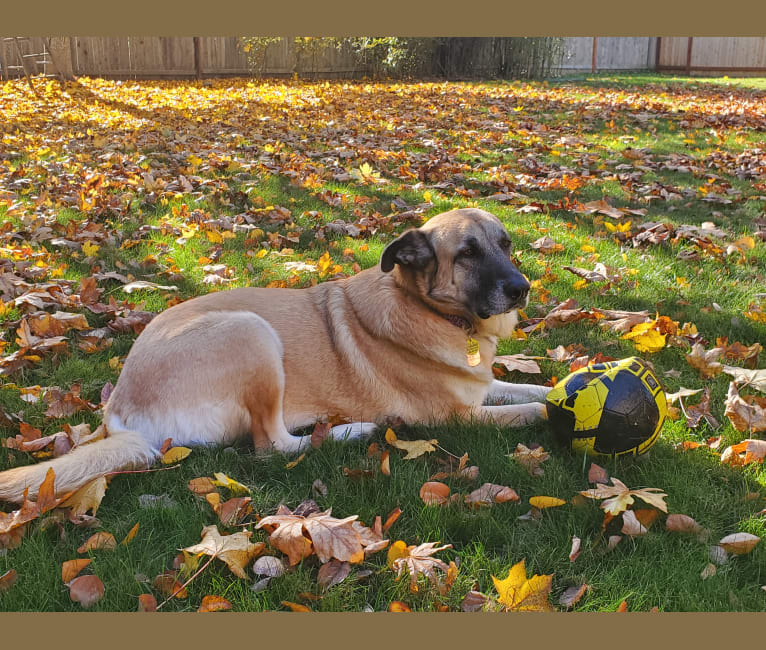 Stella, a Great Pyrenees and German Shepherd Dog mix tested with EmbarkVet.com