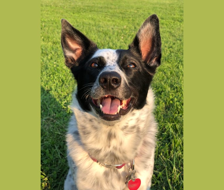 Stella, an Australian Cattle Dog and American Eskimo Dog mix tested with EmbarkVet.com