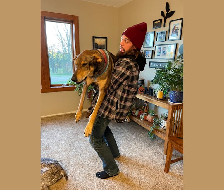 Photo of Jackson, a Doberman Pinscher and German Shepherd Dog mix in Muncie, Indiana, USA