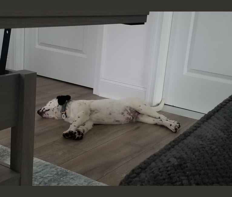 Rorschach, a Labrador Retriever and German Shepherd Dog mix tested with EmbarkVet.com