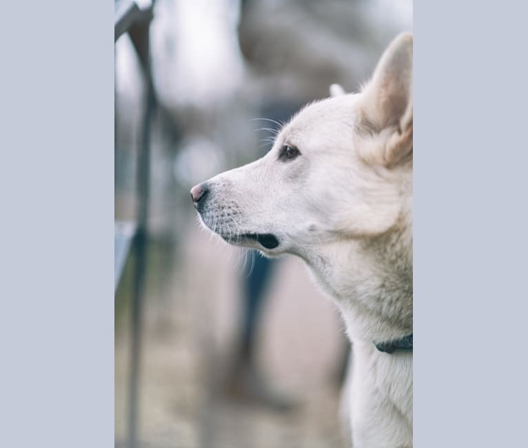 Calaf Storytelling, a Canaan Dog tested with EmbarkVet.com