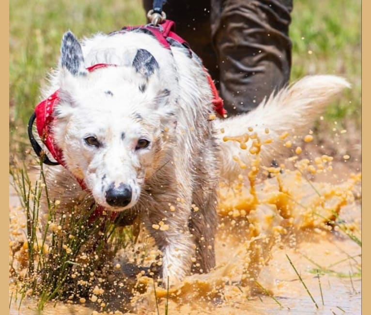 MAXIMILLIAN, a Border Collie (6.1% unresolved) tested with EmbarkVet.com