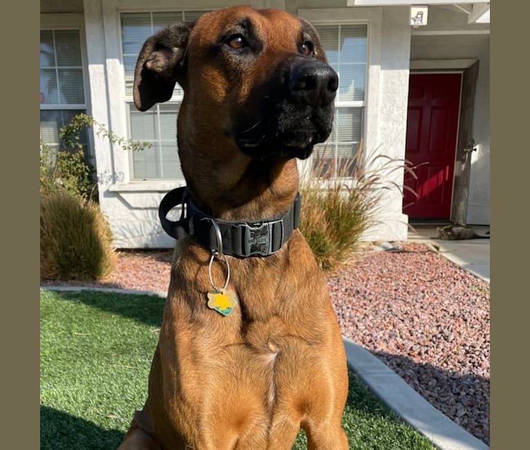 Doberman x belgian malinois store