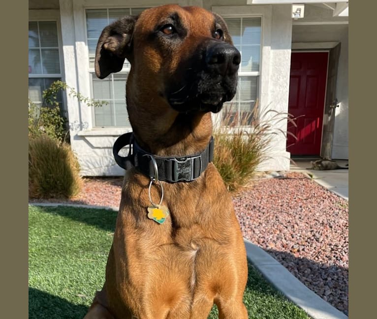 Rocket, a Doberman Pinscher and Belgian Malinois mix tested with EmbarkVet.com