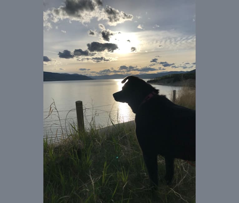 Photo of Sadie, a German Shepherd Dog, American Eskimo Dog, Poodle (Small), Alaskan Malamute, Siberian Husky, Labrador Retriever, and Mixed mix in Fort Nelson, British Columbia, Canada