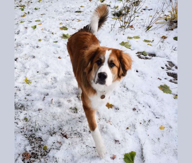 Bernese mountain dog new arrivals st bernard mix