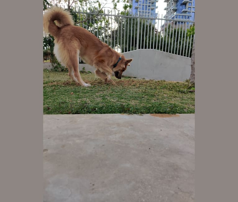 Photo of Franklin, an Arabian Village Dog  in תל אביב-יפו, מחוז תל אביב, ישראל