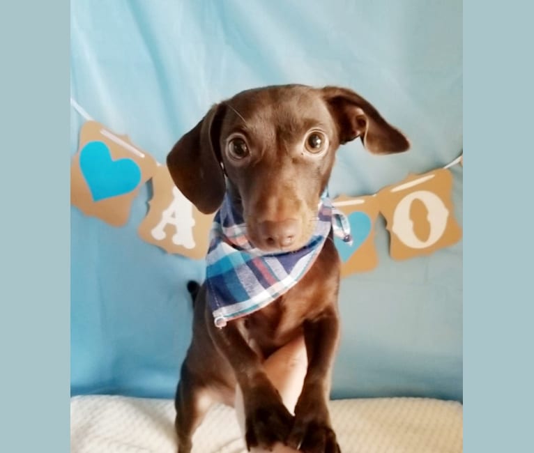 Roscoe, a Dachshund and Chihuahua mix tested with EmbarkVet.com