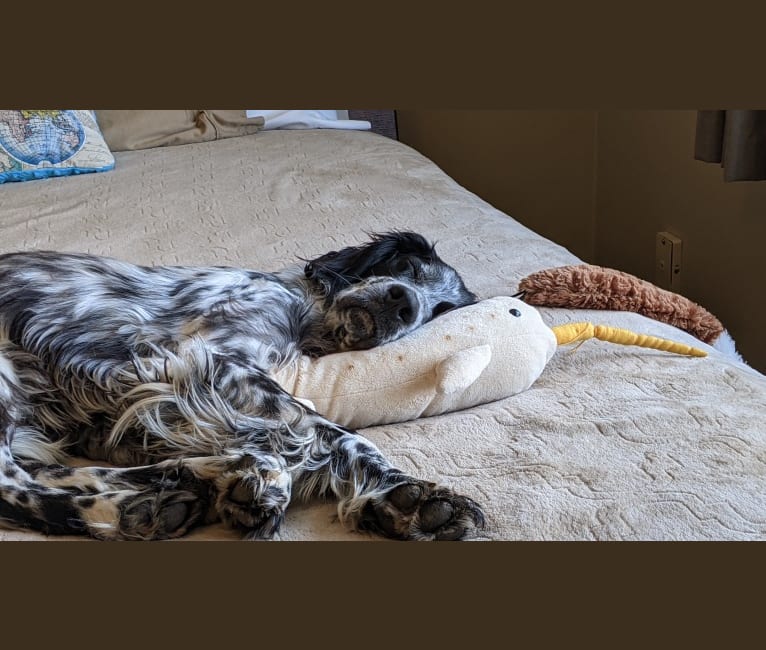 Sultan, an English Setter tested with EmbarkVet.com