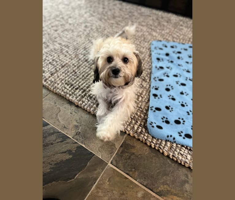 Photo of Piper, a Chinese Crested and Poodle (Small) mix in California, USA