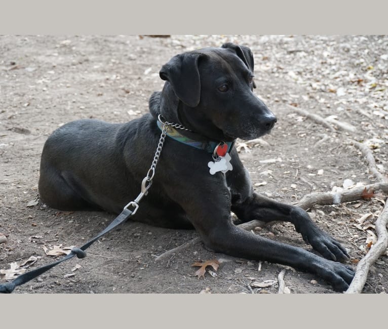 Pete Claire, an American Pit Bull Terrier and Blue Lacy mix tested with EmbarkVet.com