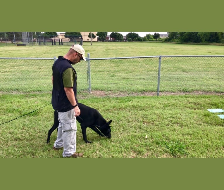 Gator, a Belgian Shepherd tested with EmbarkVet.com