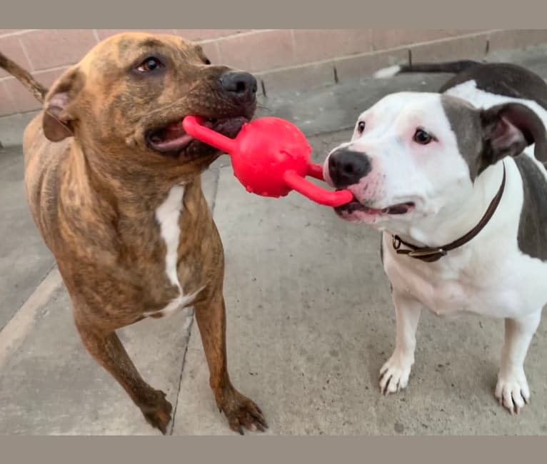 Puppy Love, an American Pit Bull Terrier and Rottweiler mix tested with EmbarkVet.com