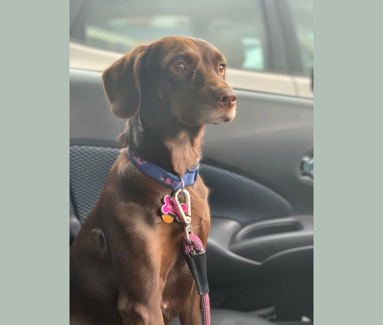 Molly, a Boykin Spaniel and American Foxhound mix tested with EmbarkVet.com