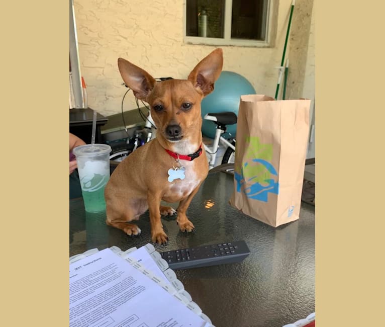 Roo, a Chihuahua and Dachshund mix tested with EmbarkVet.com