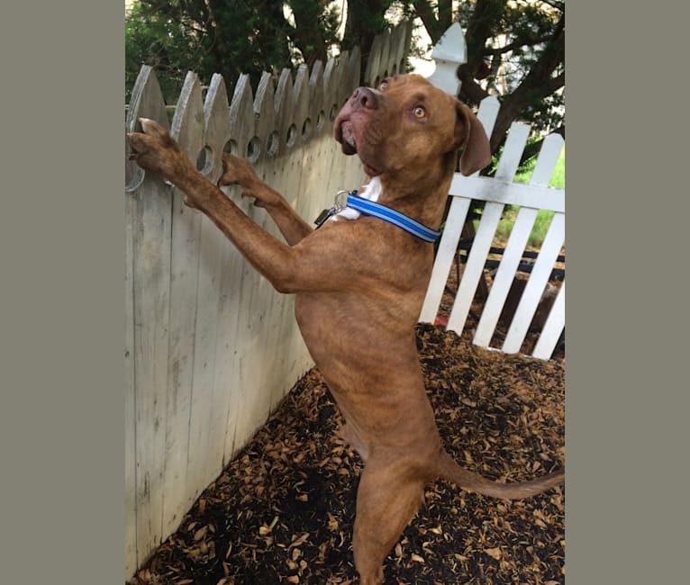 Photo of Rudy, an American Pit Bull Terrier and Boxer mix in Puerto Rico